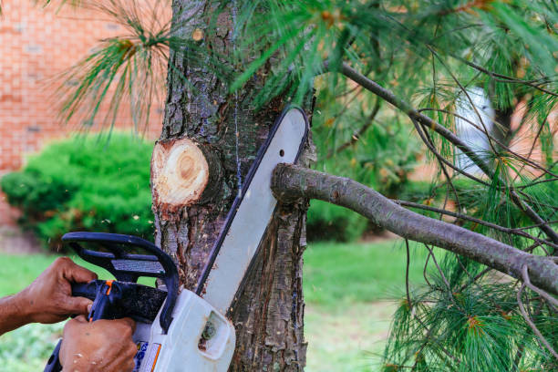 Best Hazardous Tree Removal  in Maywood, IL